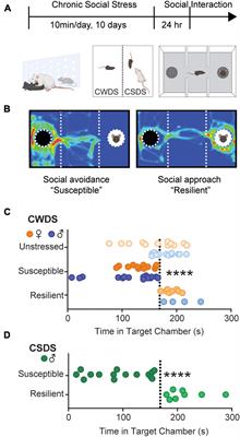 Chronic Physical and Vicarious Psychosocial Stress Alter Fentanyl Consumption and Nucleus Accumbens Rho GTPases in Male and Female C57BL/6 Mice